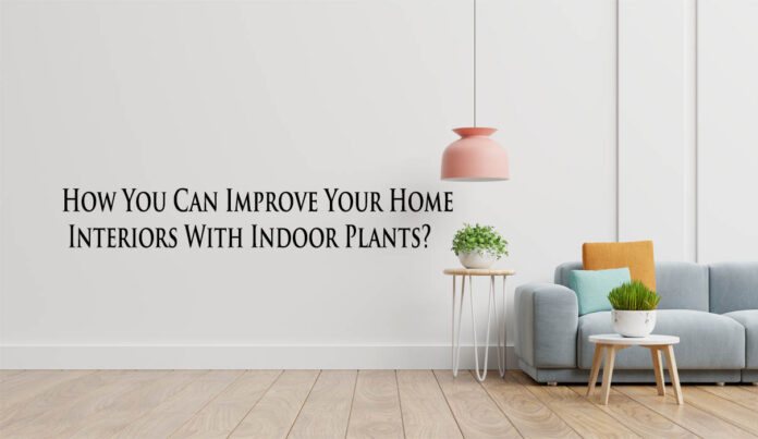 How You Can Improve Your Home Interiors With Indoor Plants?